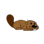Beaver