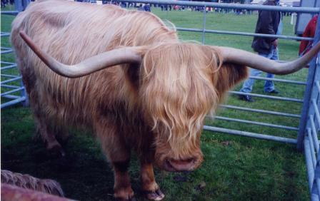 Coo