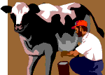 Milking