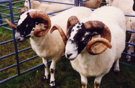 Sheep at the Show