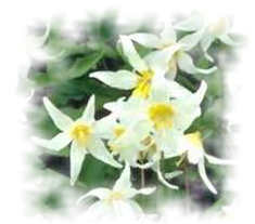 Click to see a Weald of White Lilies