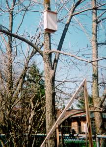 The Bat Box