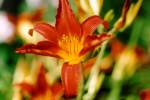 Red Daylily