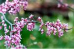 Eastern Redbud