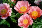 Peony