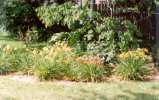 The Tongue with Daylilies open