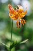 Wood Lily