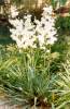 Yucca filamentosa (Adam's Needle)