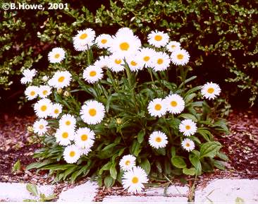 Alpine Aster