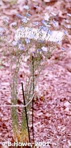 Blue Flax