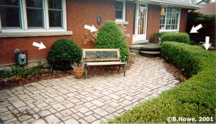 boxwood.jpg - 27569 Bytes