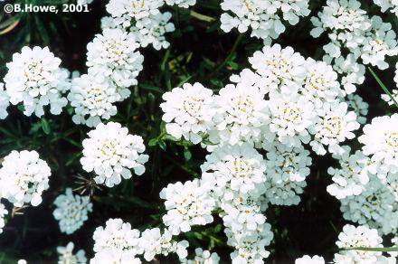 candytuft.jpg - 39597 Bytes