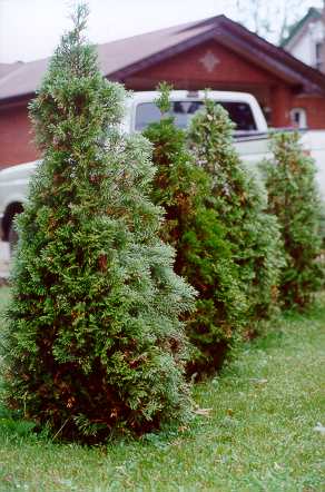 Cedars