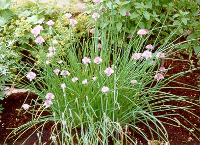 Chives in bloom