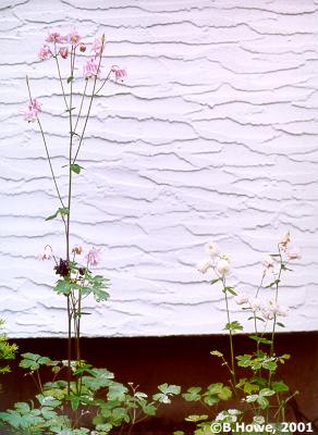 columbine.jpg - 24865 Bytes