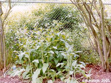 Comfrey in flower