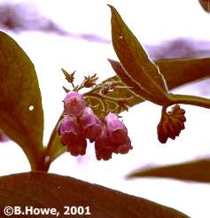 Comfrey flower