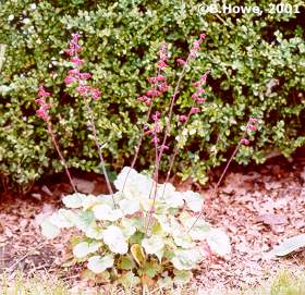 Coral Bells