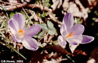 crocus01.jpg - 23526 Bytes