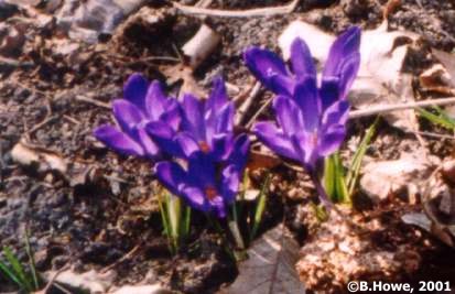 crocus02.jpg - 22388 Bytes