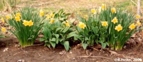 Daffodils surrounding a patch of Comfrey
