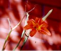 Next Generation Orange Daylily - one step removed from the common Ditch-Lily