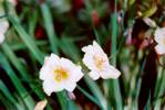 Pale Yellow Daylily