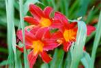 Red Daylily
