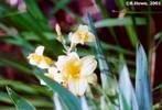 Small Yellow Daylily