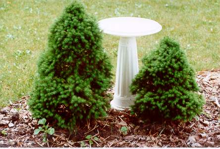 Dwarf Alberta Spruce