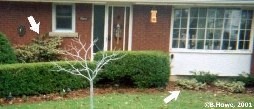 Examples of the versatility of Euonymus (indicated by the arrows)