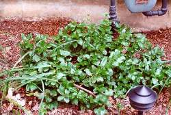 Euonymus