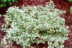 Euonymus