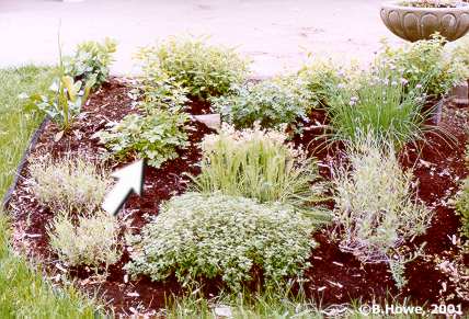 The Herb Garden - Wild Feverfew