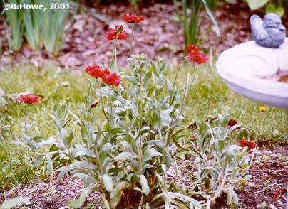 Gaillardia
