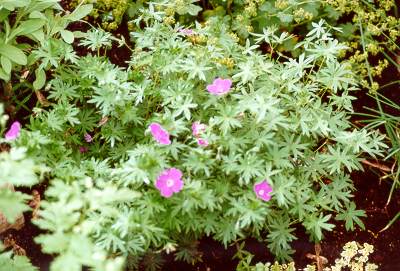 Wild Geranium