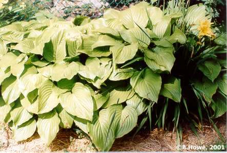 The workhorse Hosta with a yellow daylily peeking through
