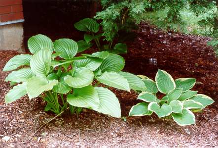 Left: my workhorse Hosta, Right: Hosta fortunei