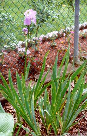 Bearded Iris