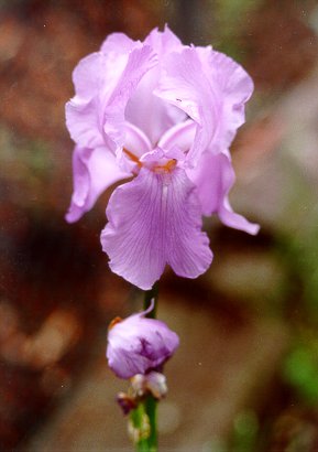 Close up of Iris Flower