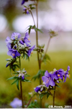 Close-up of the flowers