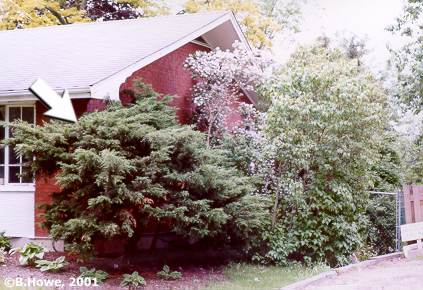 juniper.jpg - 33922 Bytes