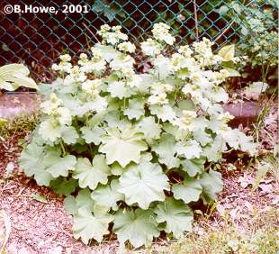 Lady's Mantle