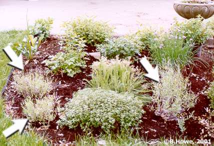 The Herb Garden - Lavendar