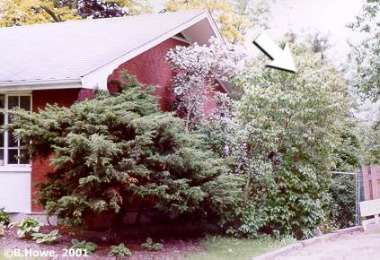 Lilac after flowers have dropped