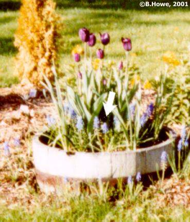 muscari.jpg - 34574 Bytes