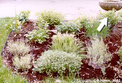 The Herb Garden - Oregano