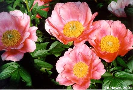 Common Peony