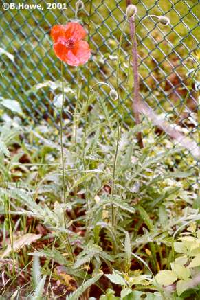 Poppy