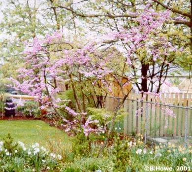 Pink blossoms appear before the leaves in spring